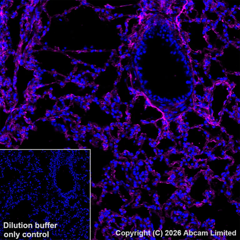 Immunohistochemistry (Frozen sections) - Anti-CD34 antibody [EP373Y] (AB81289)