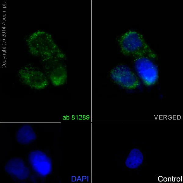 Immunocytochemistry/ Immunofluorescence - Anti-CD34 antibody [EP373Y] - BSA and Azide free (AB198395)