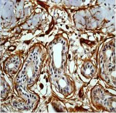 Immunohistochemistry (Formalin/PFA-fixed paraffin-embedded sections) - Anti-CD34 antibody [EP373Y] - BSA and Azide free (AB198395)