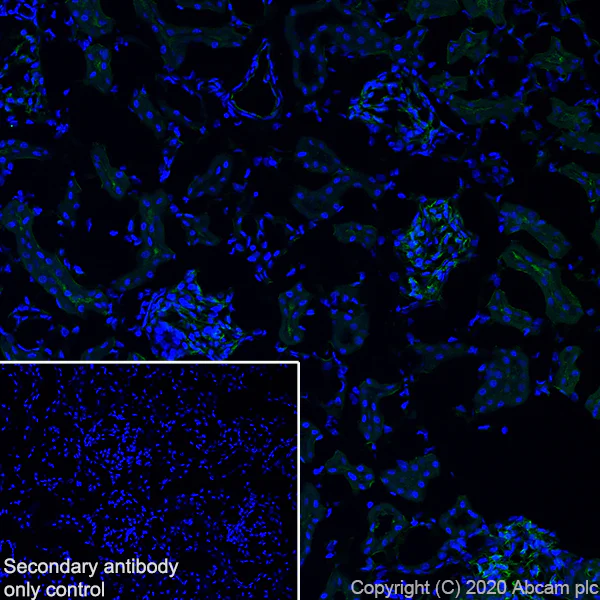 Immunohistochemistry (Frozen sections) - Anti-CD34 antibody [EP373Y] - BSA and Azide free (AB198395)