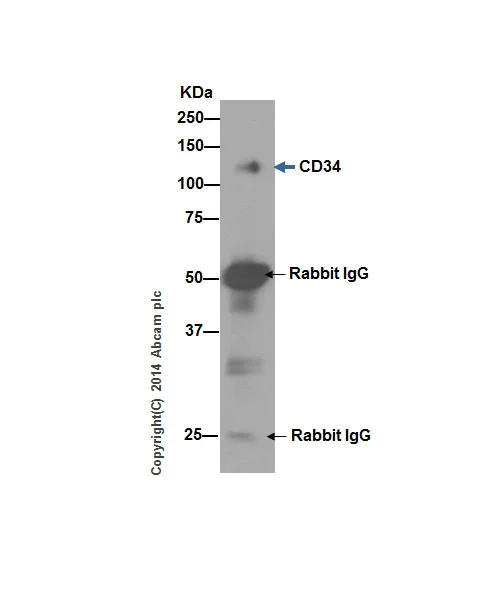 Immunoprecipitation - Anti-CD34 antibody [EP373Y] - BSA and Azide free (AB198395)
