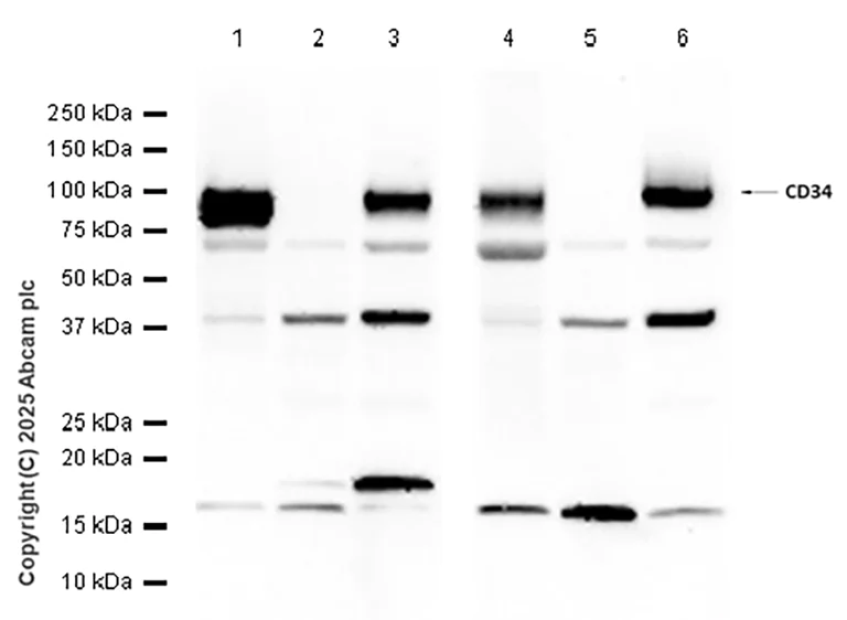 Western blot - Anti-CD34 antibody [EP373Y] - BSA and Azide free (AB198395)