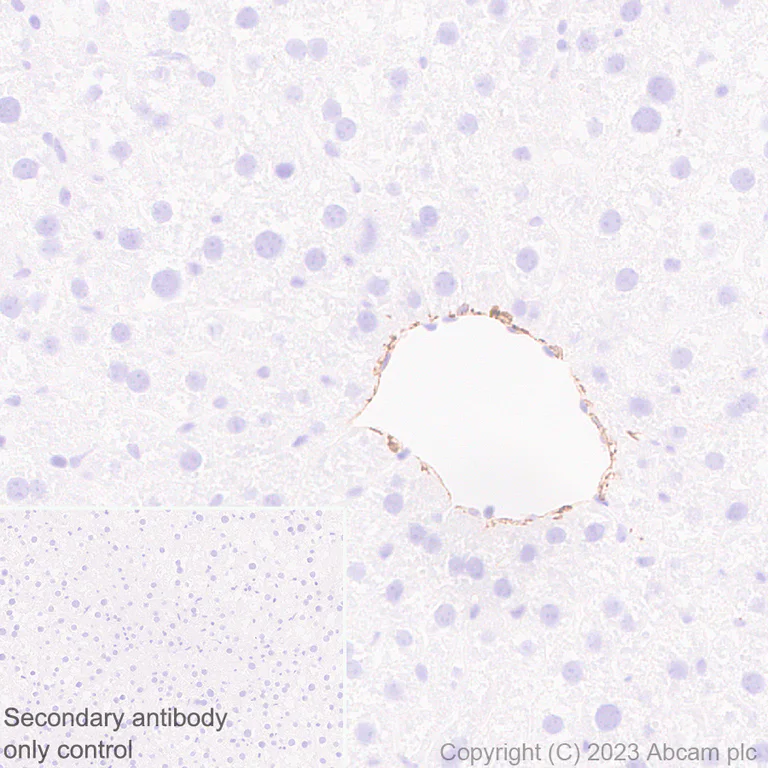 Immunohistochemistry (Formalin/PFA-fixed paraffin-embedded sections) - Anti-CD34 antibody [EPR27431-71] (AB316277)