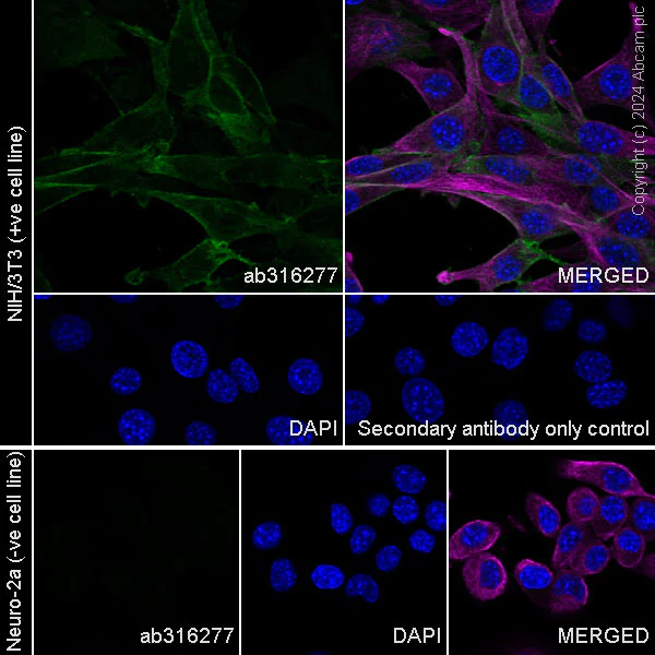 Immunocytochemistry/ Immunofluorescence - Anti-CD34 antibody [EPR27431-71] - BSA and Azide free (AB316278)