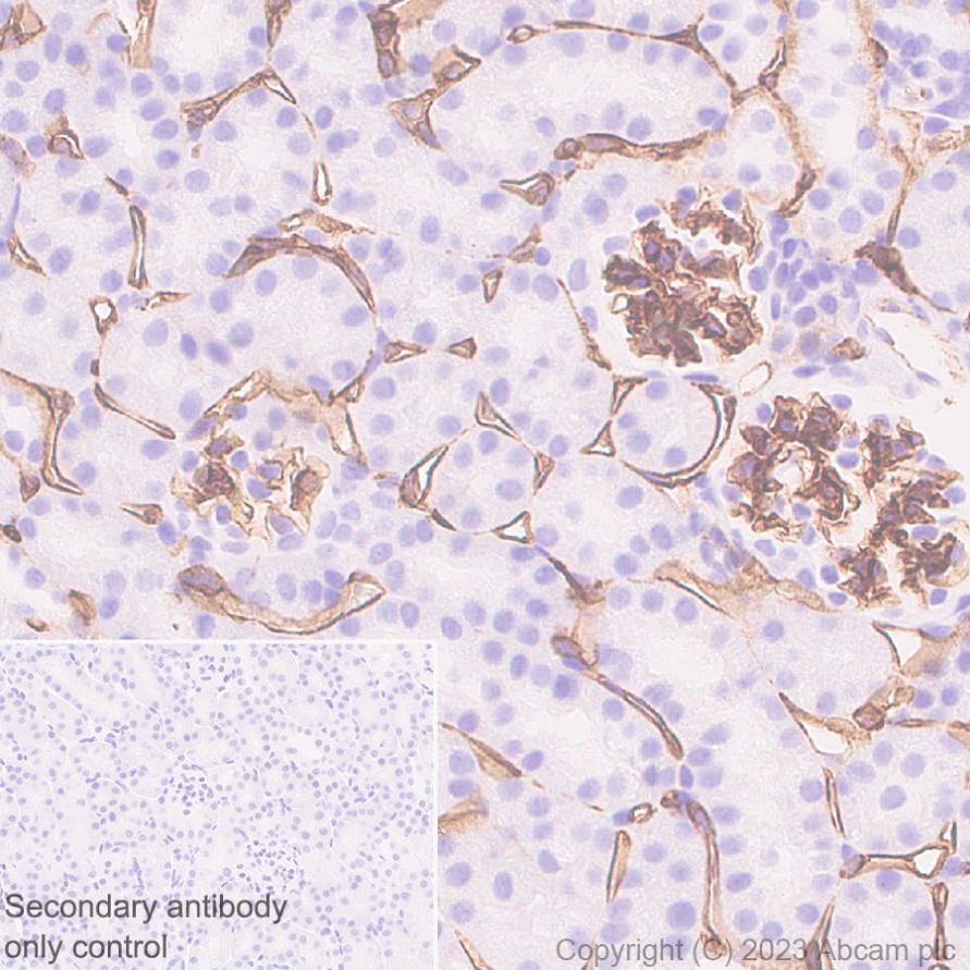 Immunohistochemistry (Formalin/PFA-fixed paraffin-embedded sections) - Anti-CD34 antibody [EPR27431-71] - BSA and Azide free (ab316278), expandable thumbnail