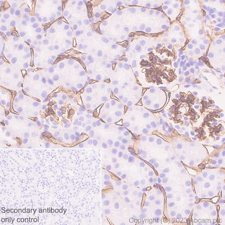 Immunohistochemistry (Formalin/PFA-fixed paraffin-embedded sections) - Anti-CD34 antibody [EPR27431-71] - BSA and Azide free (AB316278)
