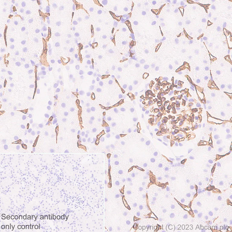 Immunohistochemistry (Formalin/PFA-fixed paraffin-embedded sections) - Anti-CD34 antibody [EPR27431-71] - BSA and Azide free (AB316278)