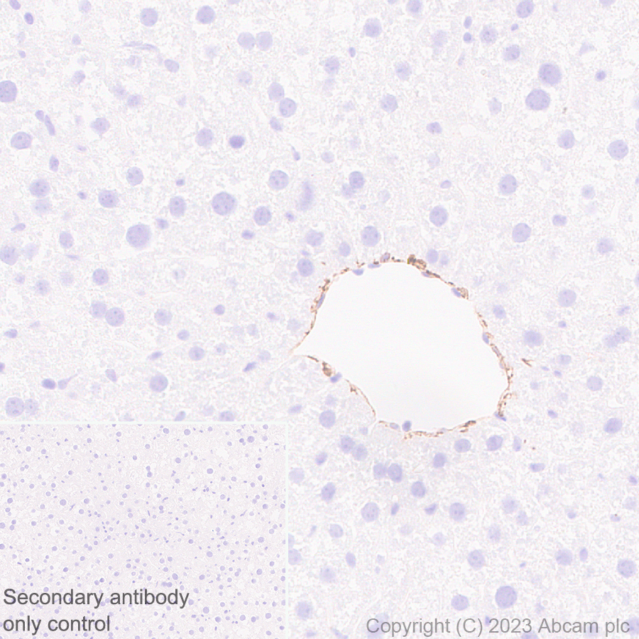 Immunohistochemistry (Formalin/PFA-fixed paraffin-embedded sections) - Anti-CD34 antibody [EPR27431-71] - BSA and Azide free (ab316278), expandable thumbnail
