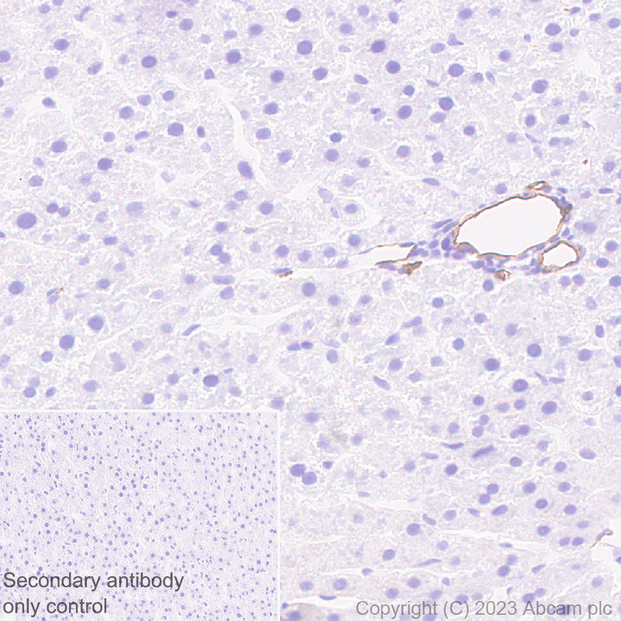 Immunohistochemistry (Formalin/PFA-fixed paraffin-embedded sections) - Anti-CD34 antibody [EPR27431-71] - BSA and Azide free (ab316278), expandable thumbnail