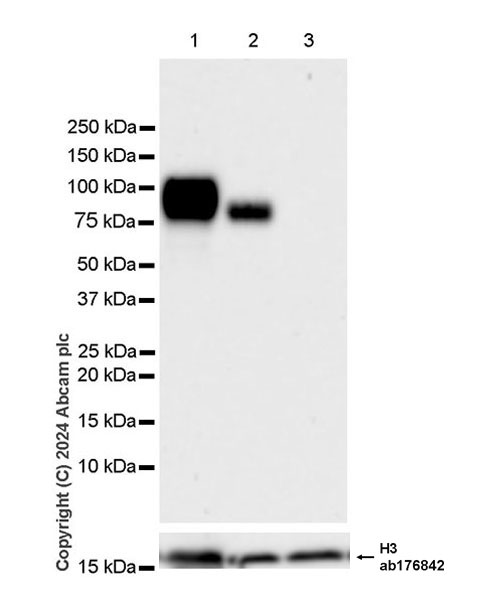 Western blot - Anti-CD34 antibody [EPR27431-71] - BSA and Azide free (ab316278), expandable thumbnail