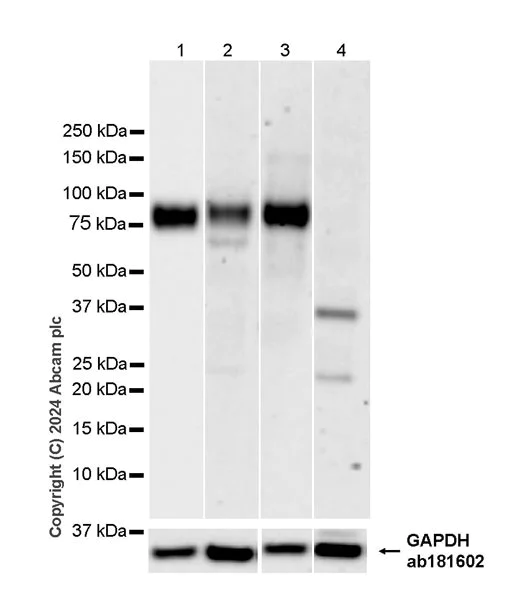 Western blot - Anti-CD34 antibody [EPR27431-71] - BSA and Azide free (AB316278)