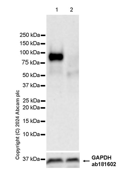 Western blot - Anti-CD34 antibody [EPR27431-71] - BSA and Azide free (AB316278), expandable thumbnail