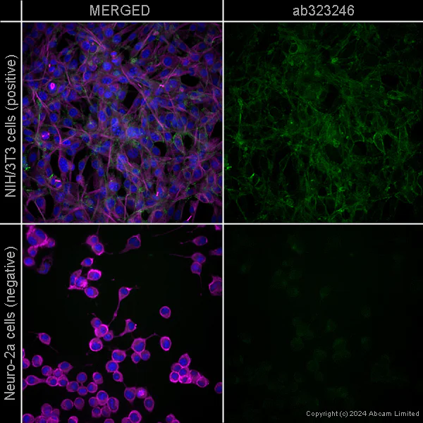 Immunocytochemistry/ Immunofluorescence - Anti-CD34 antibody [EPR27431-71] – Human IgG (Chimeric) – BSA and Azide Free (AB323255)