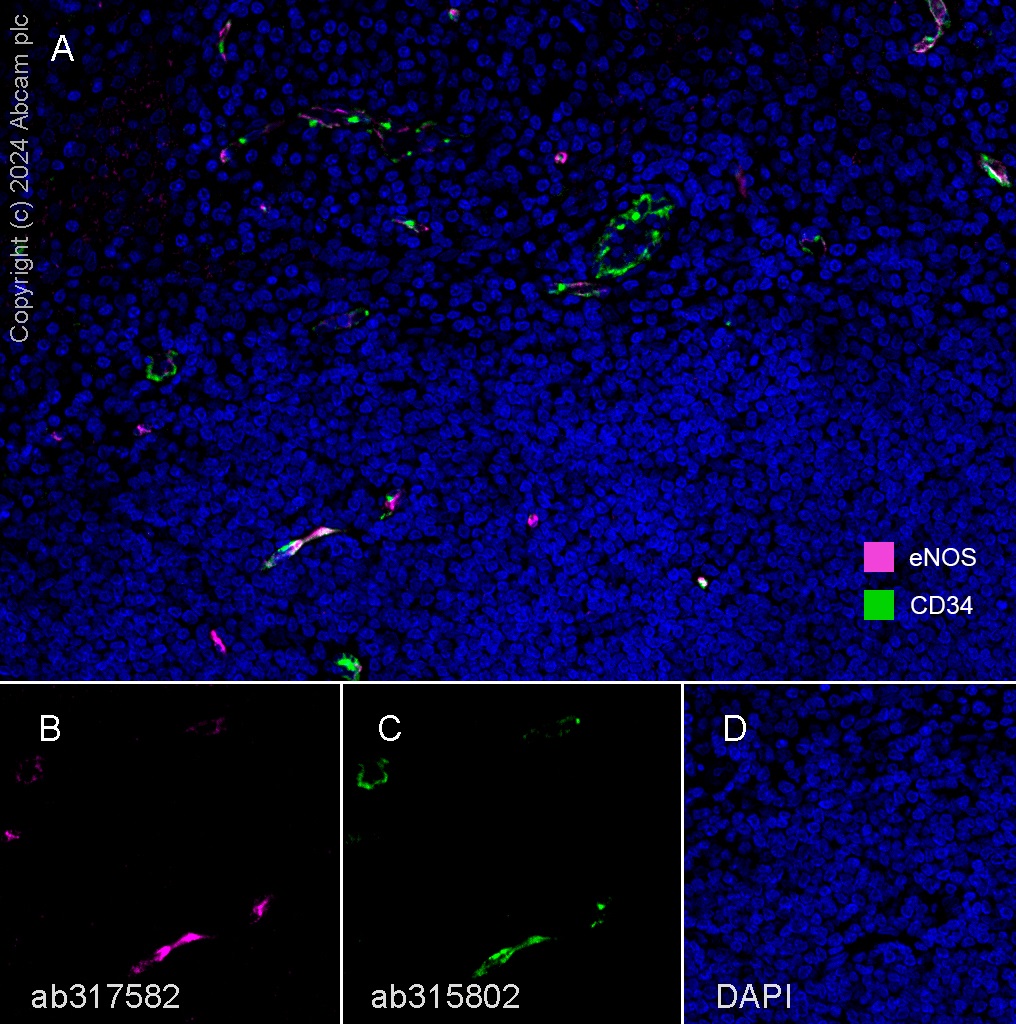 Anti-CD34 antibody [EPR27432-54] (ab315802) | Abcam