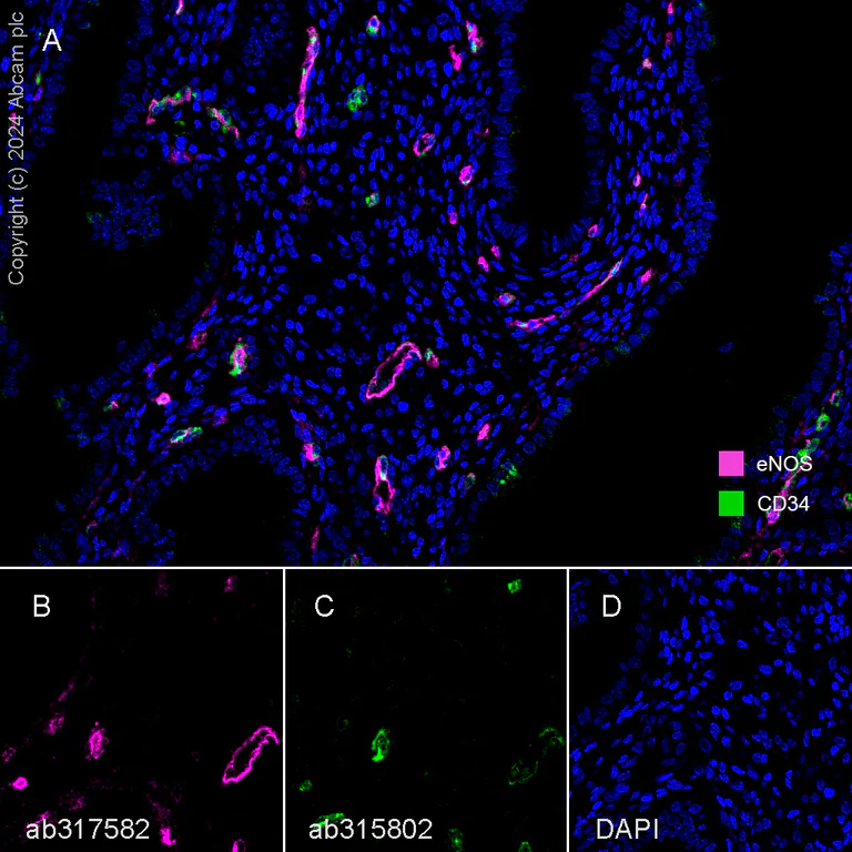 Anti-CD34 antibody [EPR27432-54] (ab315802) | Abcam
