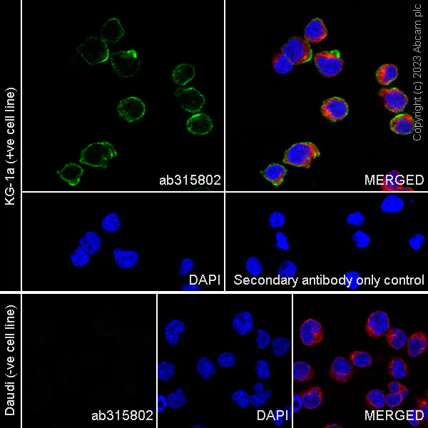 Immunocytochemistry/ Immunofluorescence - Anti-CD34 antibody [EPR27432-54] - BSA and Azide free (AB315803)