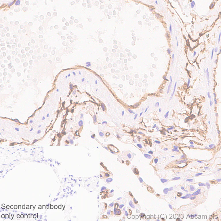 Immunohistochemistry (Formalin/PFA-fixed paraffin-embedded sections) - Anti-CD34 antibody [EPR27432-54] - BSA and Azide free (AB315803)