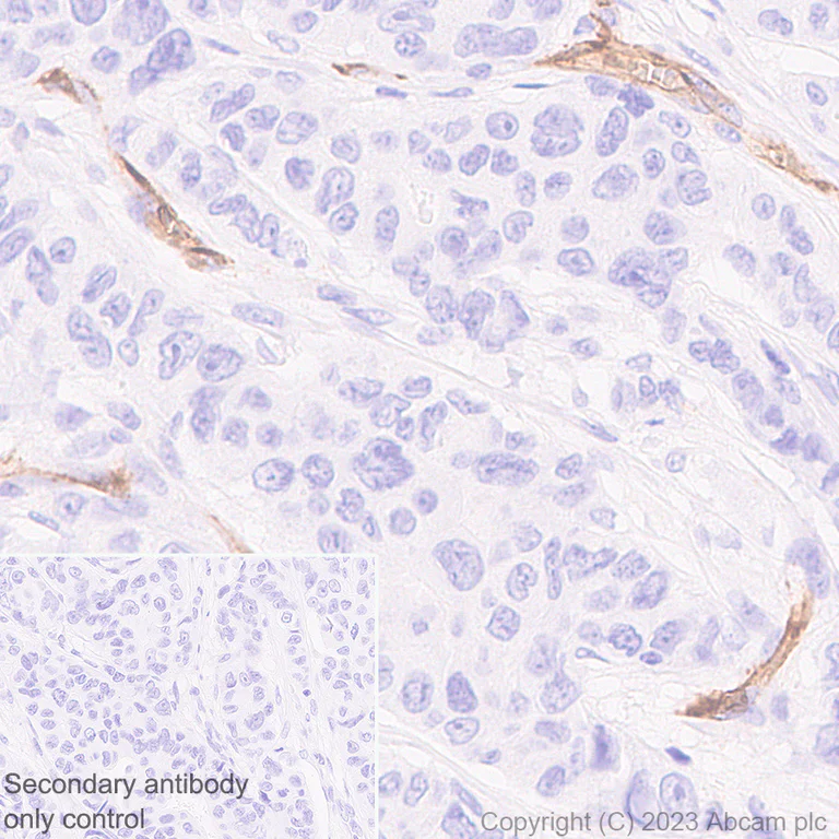 Immunohistochemistry (Formalin/PFA-fixed paraffin-embedded sections) - Anti-CD34 antibody [EPR27432-54] - BSA and Azide free (AB315803)