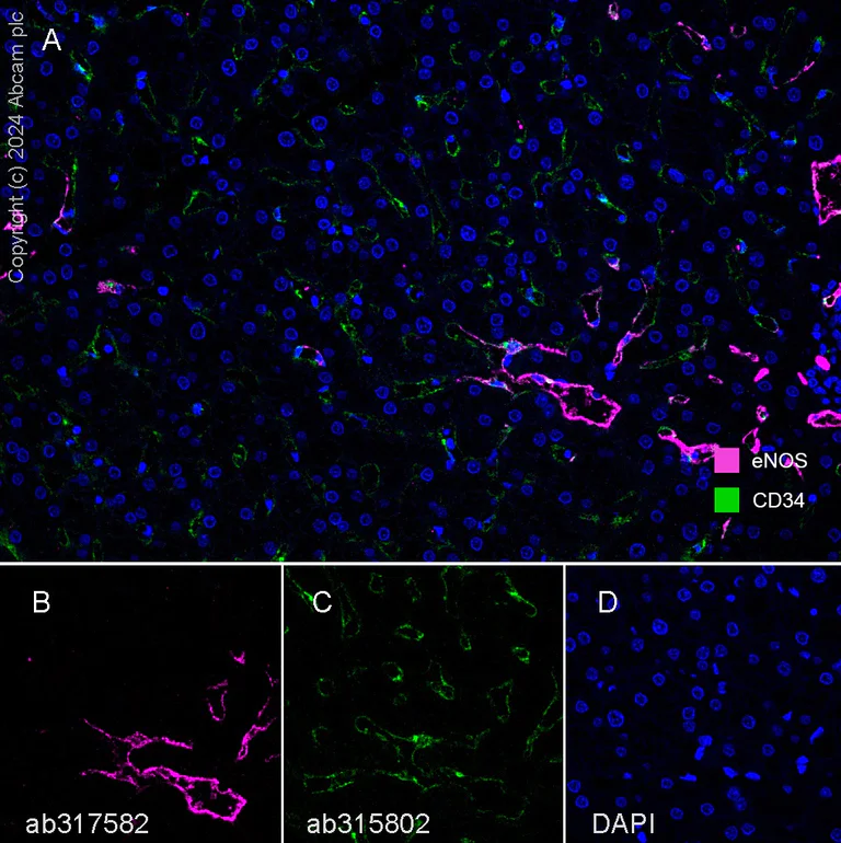 Multiplex immunohistochemistry - Anti-CD34 antibody [EPR27432-54] - BSA and Azide free (AB315803)