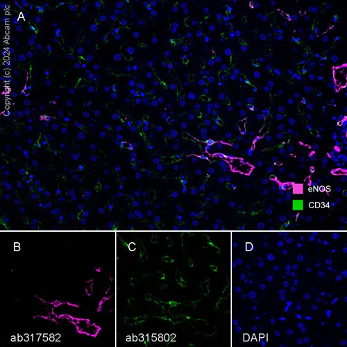 Multiplex immunohistochemistry - Anti-CD34 antibody [EPR27432-54] - BSA and Azide free (AB315803)