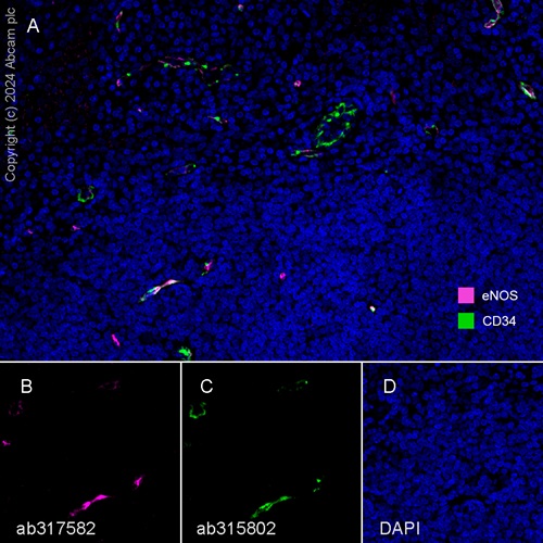 Anti-CD34 antibody [EPR27432-54] - BSA and Azide free (ab315803