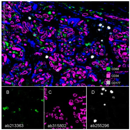 Multiplex immunohistochemistry - Anti-CD34 antibody [EPR27432-54] - BSA and Azide free (AB315803)