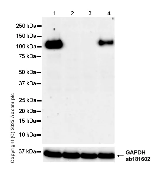 Western blot - Anti-CD34 antibody [EPR27432-54] - BSA and Azide free (AB315803)