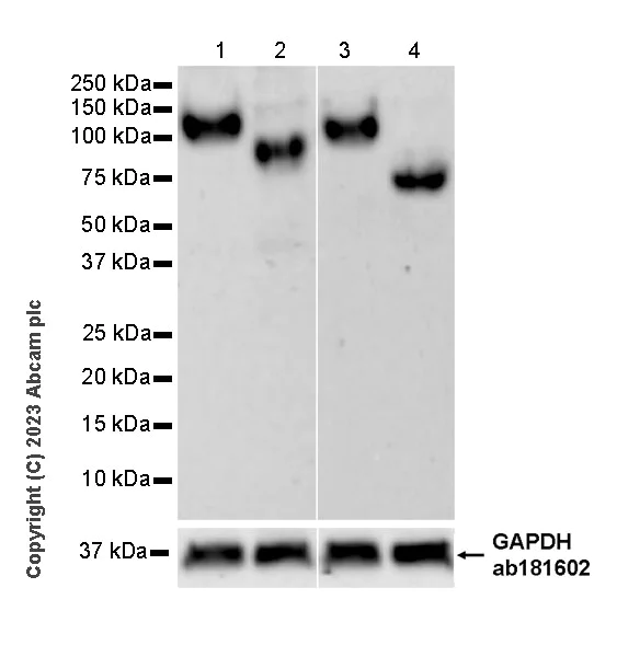 Western blot - Anti-CD34 antibody [EPR27432-54] - BSA and Azide free (AB315803)