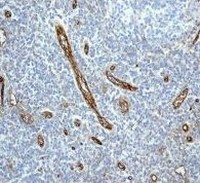 Immunohistochemistry (Formalin/PFA-fixed paraffin-embedded sections) - Anti-CD34 antibody [EPR2999] - BSA and Azide free (AB247928), expandable thumbnail