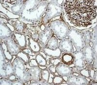 Immunohistochemistry (Formalin/PFA-fixed paraffin-embedded sections) - Anti-CD34 antibody [EPR2999] - BSA and Azide free (AB247928), expandable thumbnail