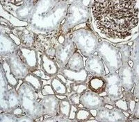 Immunohistochemistry (Formalin/PFA-fixed paraffin-embedded sections) - Anti-CD34 antibody [EPR2999] - BSA and Azide free (AB247928)
