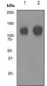 Western blot - Anti-CD34 antibody [EPR2999] - BSA and Azide free (AB247928), expandable thumbnail