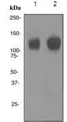 Western blot - Anti-CD34 antibody [EPR2999] - BSA and Azide free (AB247928)