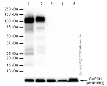 Western blot - Anti-CD34 antibody [EPR2999] - BSA and Azide free (AB247928)