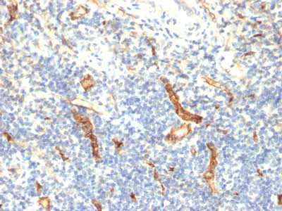 Immunohistochemistry (Formalin/PFA-fixed paraffin-embedded sections) - Anti-CD34 antibody [HPCA1/1171] - BSA and Azide free (AB213058)