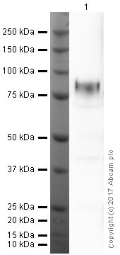 Western blot - Anti-CD34 antibody [MEC 14.7] (AB8158), expandable thumbnail