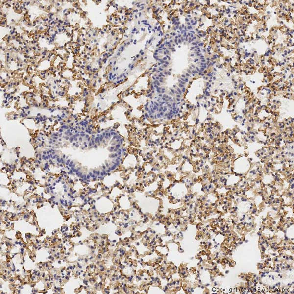 Immunohistochemistry (Formalin/PFA-fixed paraffin-embedded sections) - Anti-CD34 antibody [MEC 14.7] - BSA and Azide free (AB237972)