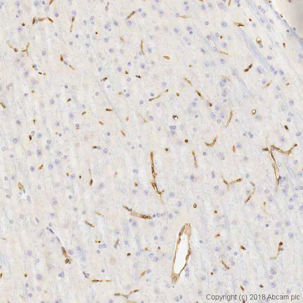 Immunohistochemistry (Formalin/PFA-fixed paraffin-embedded sections) - Anti-CD34 antibody [MEC 14.7] - BSA and Azide free (AB237972)