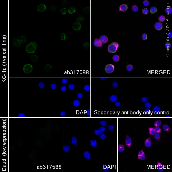 Immunocytochemistry/ Immunofluorescence - Anti-CD34 antibody [RM2052] - BSA and Azide free (AB317589)
