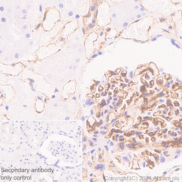 Immunohistochemistry (Formalin/PFA-fixed paraffin-embedded sections) - Anti-CD34 antibody [RM2052] - BSA and Azide free (AB317589)