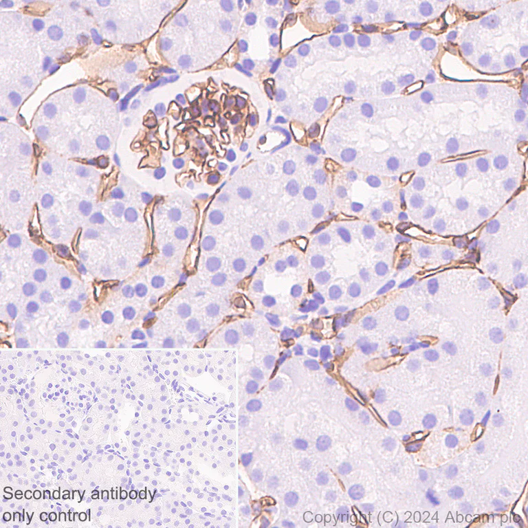 Immunohistochemistry (Formalin/PFA-fixed paraffin-embedded sections) - Anti-CD34 antibody [RM2052] - BSA and Azide free (AB317589)