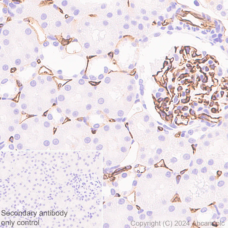 Immunohistochemistry (Formalin/PFA-fixed paraffin-embedded sections) - Anti-CD34 antibody [RM2052] - BSA and Azide free (AB317589)