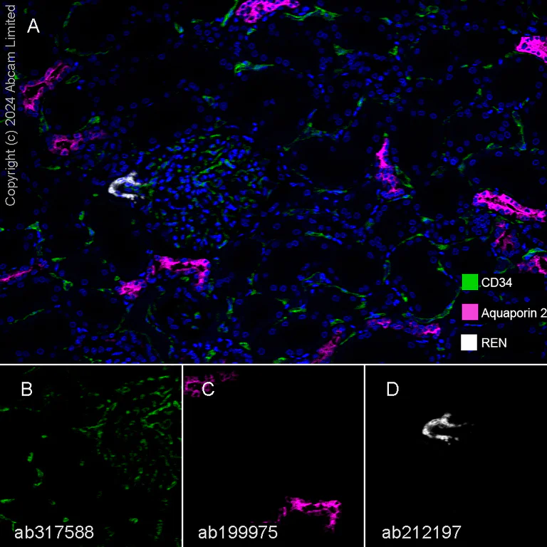 Multiplex immunohistochemistry - Anti-CD34 antibody [RM2052] - BSA and Azide free (AB317589)