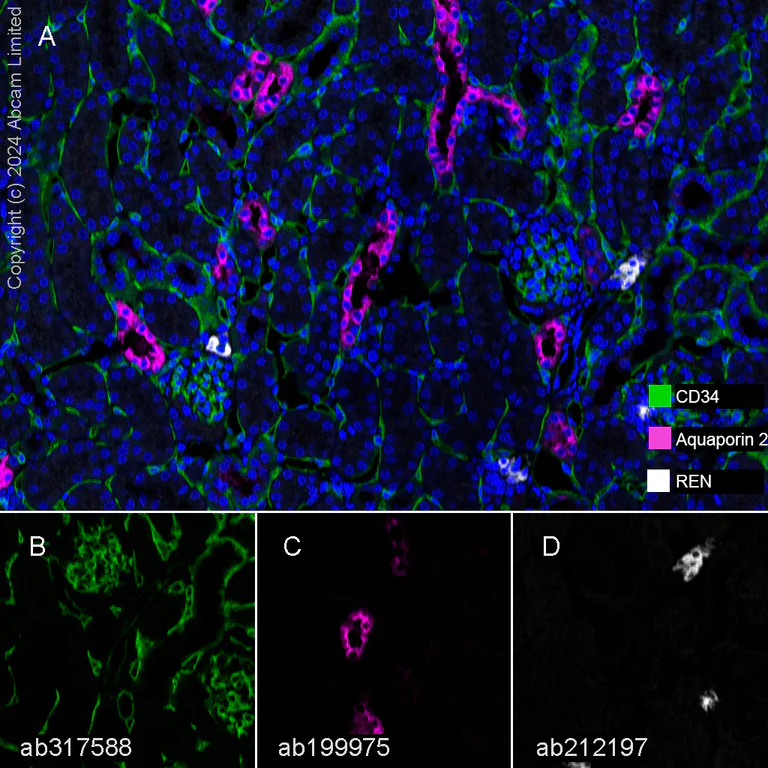 Multiplex immunohistochemistry - Anti-CD34 antibody [RM2052] - BSA and Azide free (AB317589)