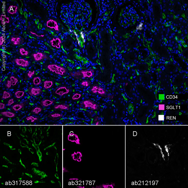 Multiplex immunohistochemistry - Anti-CD34 antibody [RM2052] - BSA and Azide free (AB317589)