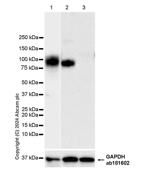 Western blot - Anti-CD34 antibody [RM2052] - BSA and Azide free (AB317589)