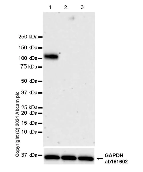 Western blot - Anti-CD34 antibody [RM2052] - BSA and Azide free (AB317589)