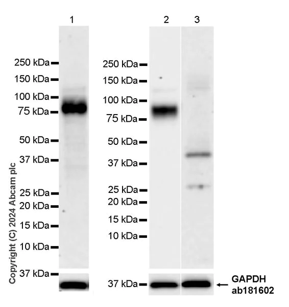 Western blot - Anti-CD34 antibody [RM2052] - BSA and Azide free (AB317589)