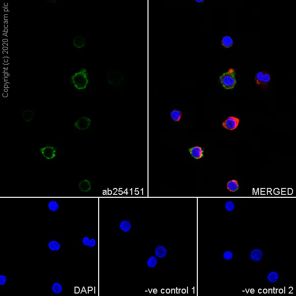 Immunocytochemistry/ Immunofluorescence - Anti-CD35 antibody [7G9] - BSA and Azide free (AB256310)
