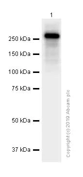 Western blot - Anti-CD35 antibody [EPR6601] (AB133293)